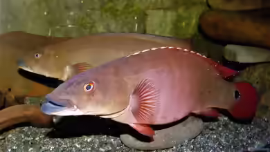Crenicichla lugubris im Aquarium halten