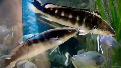 Crenicichla marmorata im Aquarium halten