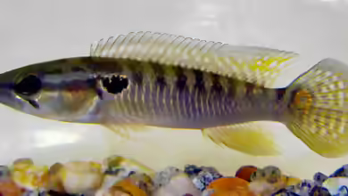Crenicichla punctata im Aquarium halten