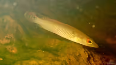 Crenicichla saxatilis im Aquarium halten
