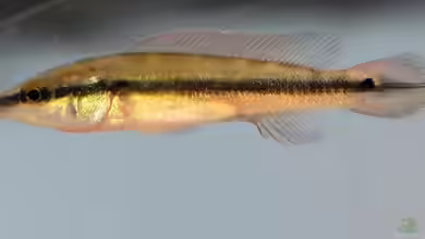 Crenicichla scottii im Aquarium halten