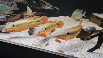 Crenicichla zebrina im Aquarium halten