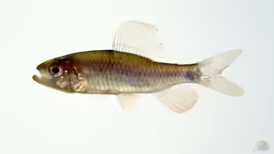 Crenuchus spilurus im Aquarium halten