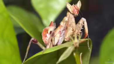 Creobroter gemmatus im Terrarium halten