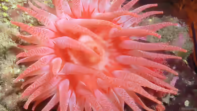 Cribrinopsis fernaldi im Aquarium halten