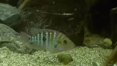 Cribroheros robertsoni im Aquarium halten