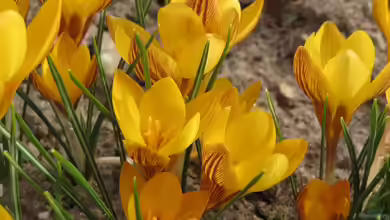 Crocus chrysanthus im Garten pflanzen