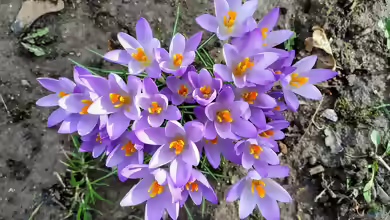 Crocus tommasinianus im Garten pflanzen
