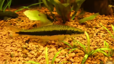 Crossocheilus: Rüsselbarben für große, lebendige Aquarien