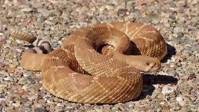 Crotalus ruber: Rote Diamant-Klapperschlange im Terrarium halten