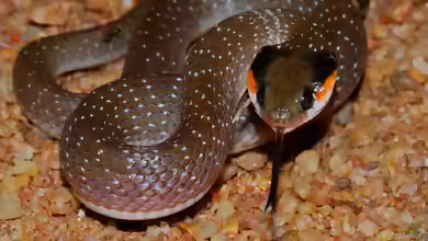 Crotaphopeltis hotamboeia im Terrarium halten