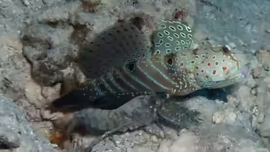 Cryptocentrus caeruleopunctatus im Aquarium halten