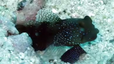 Cryptocentrus fasciatus im Aquarium halten
