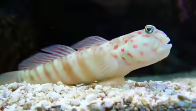 Cryptocentrus leptocephalus im Aquarium halten