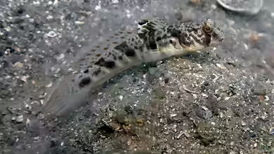 Cryptocentrus russus im Aquarium halten