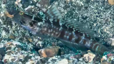Cryptocentrus sericus im Aquarium halten