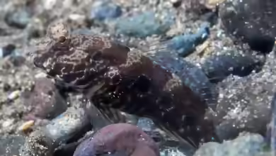 Cryptocentrus strigilliceps im Aquarium halten