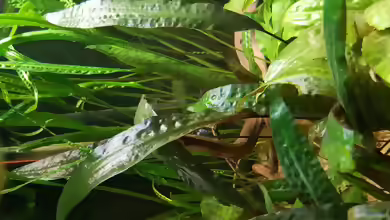 Cryptocoryne affinis im Aquarium pflegen