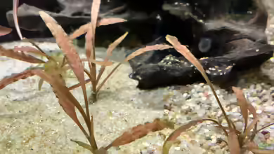 Cryptocoryne albida im Aquarium pflegen