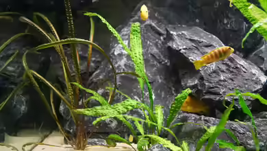 Cryptocorynen im Aquarium: Anspruchsvolle Schönheit für das Süßwasseraquarium