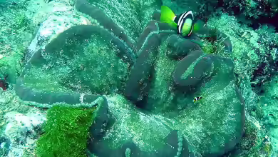 Cryptodendrum adhaesivum im Aquarium halten
