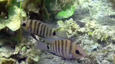 Cryptoheros chetumalensis im Aquarium halten