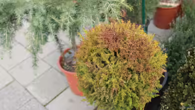 Cryptomeria japonica im Garten pflanzen