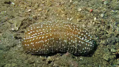 Ctenactis albitentaculata im Aquarium halten