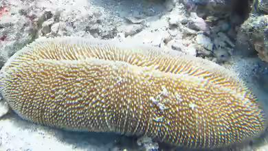 Ctenactis crassa im Aquarium halten