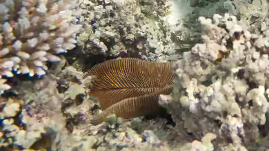 Ctenactis echinata im Aquarium halten