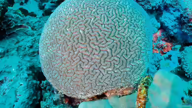 Ctenella chagius im Aquarium halten