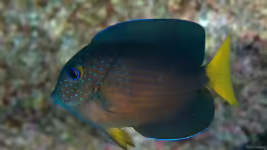 Ctenochaetus binotatus im Aquarium halten