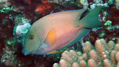Ctenochaetus cyanocheilus im Aquarium halten