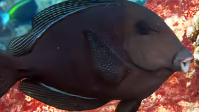 Ctenochaetus marginatus im Aquarium halten