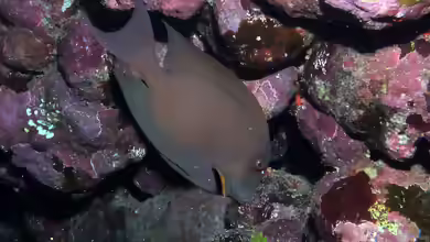 Ctenochaetus striatus im Aquarium halten
