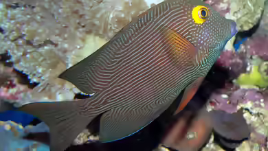 Ctenochaetus strigosus im Aquarium halten