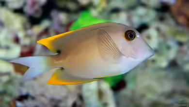 Ctenochaetus tominiensis im Aquarium halten