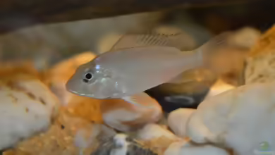 Ctenochromis polli im Aquarium halten