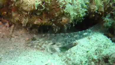 Ctenogobiops aurocingulus im Aquarium halten