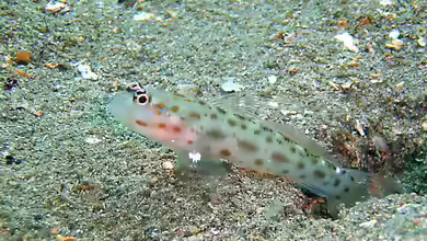 Ctenogobiops crocineus im Aquarium halten