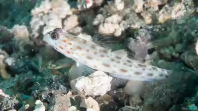 Ctenogobiops feroculus im Aquarium halten