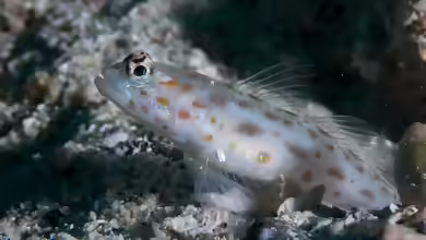Ctenogobiops mitodes im Aquarium halten