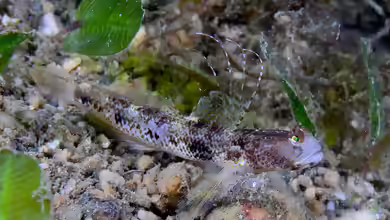 Ctenogobiops tangaroai im Aquarium halten