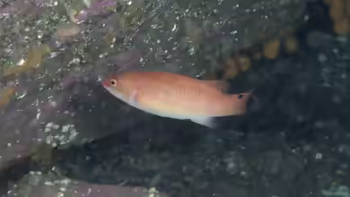 Ctenolabrus rupestris im Aquarium halten