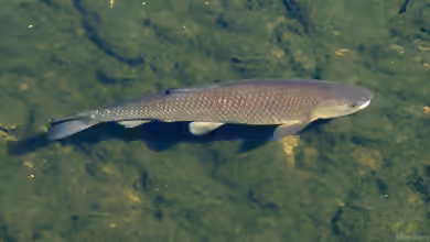 Ctenopharyngodon idella im Teich halten
