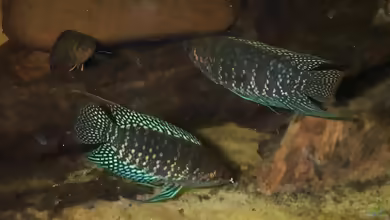 Ctenopoma fasciolatum im Aquarium halten