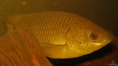 Ctenopoma kingsleyae im Aquarium halten