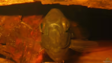 Ctenopoma nebulosum im Aquarium halten