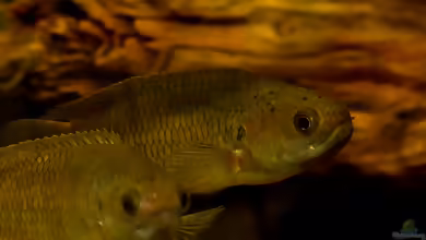 Ctenopoma pellegrini im Aquarium halten
