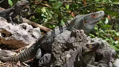 Ctenosaura similis im Terrarium halten